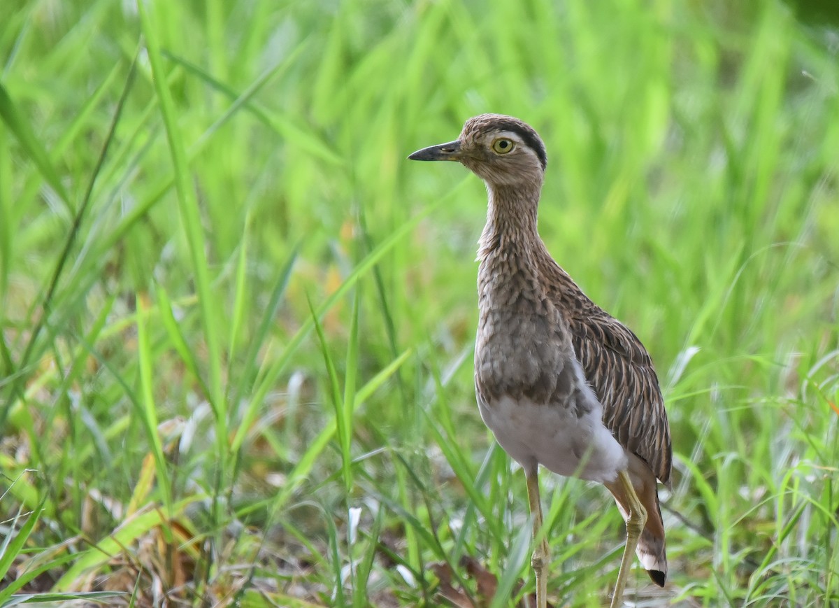 Double-striped Thick-knee - ML640912525