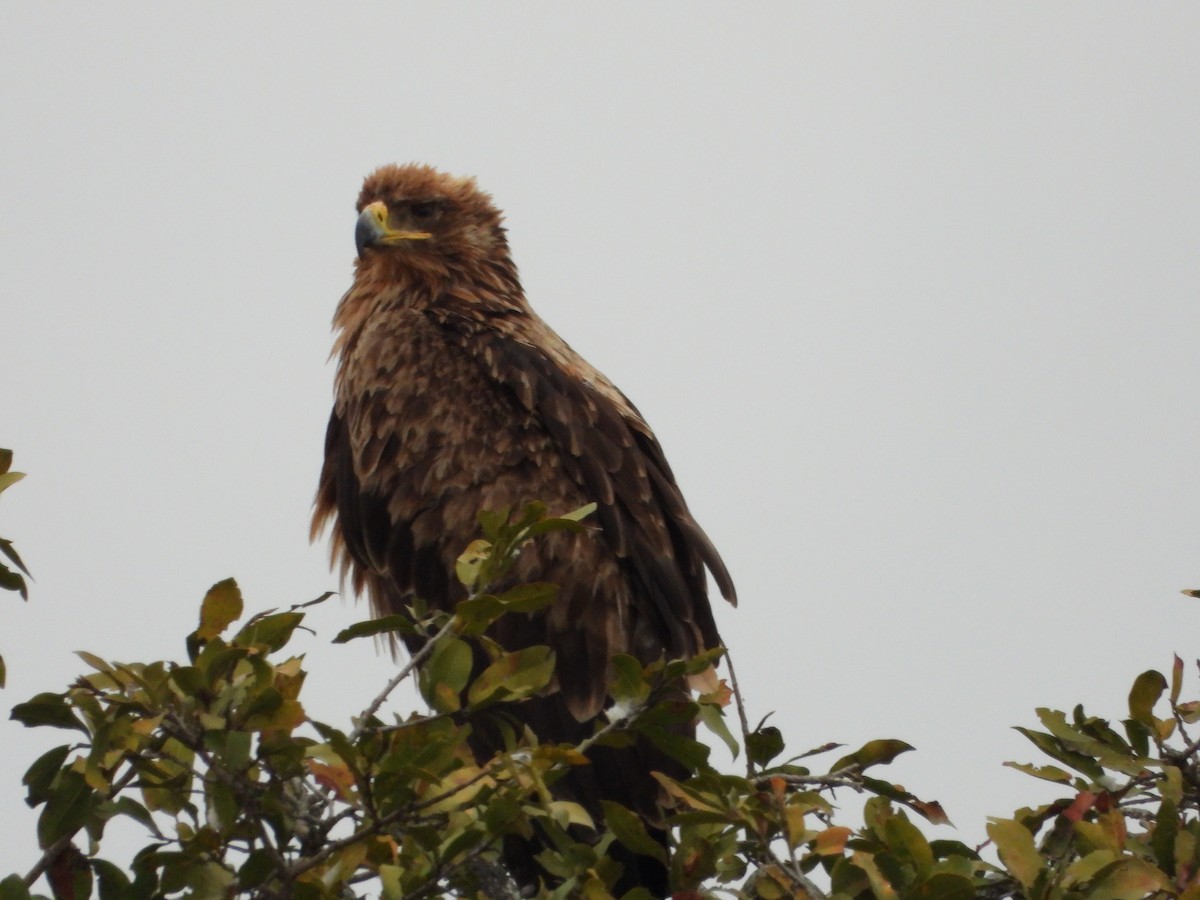 Tawny Eagle - ML640912565