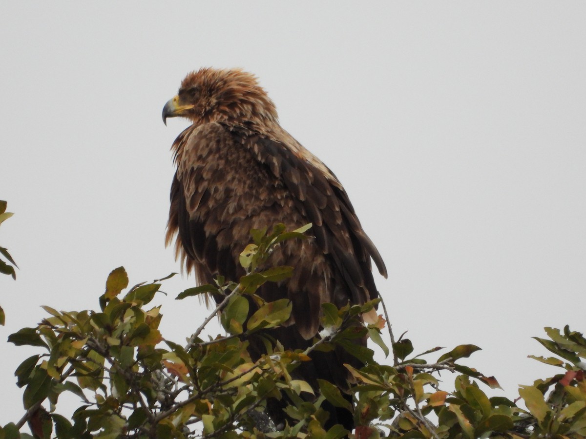 Tawny Eagle - ML640912573