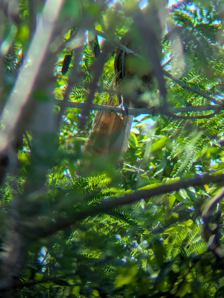 Great Lizard-Cuckoo - ML640912588
