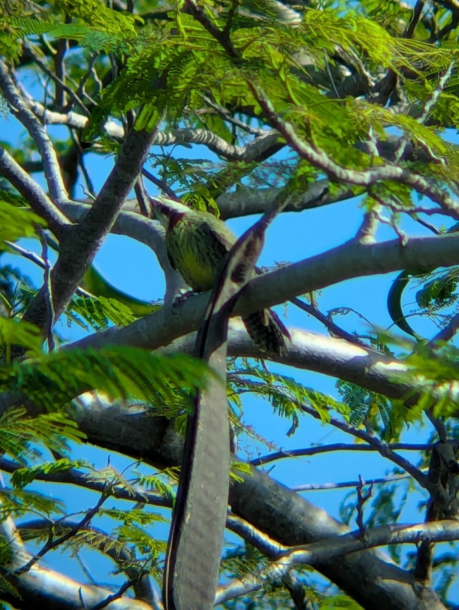Cuban Green Woodpecker - ML640912597