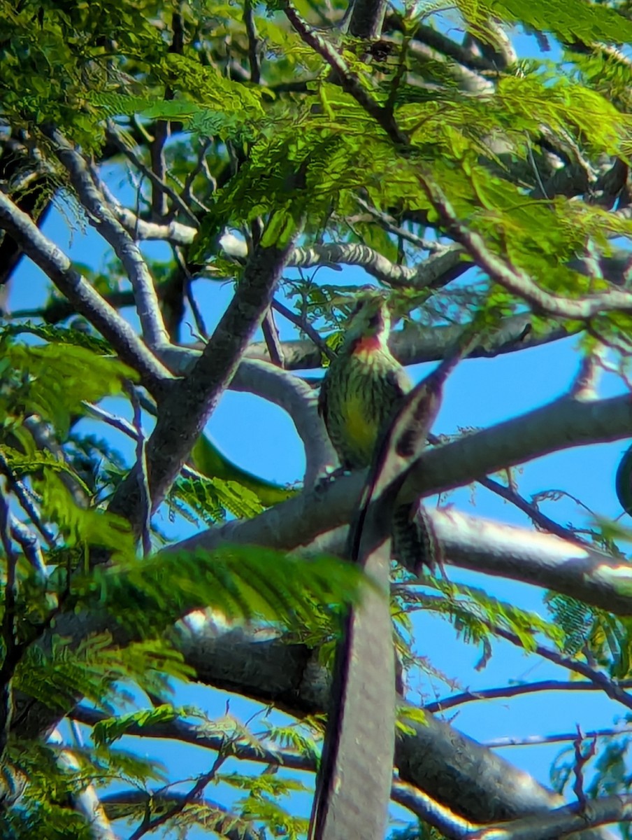 Cuban Green Woodpecker - ML640912598