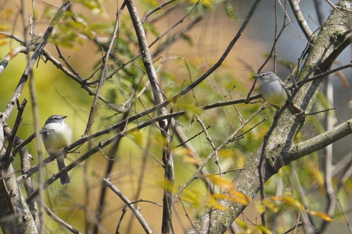 White-crested Tyrannulet - ML640912655