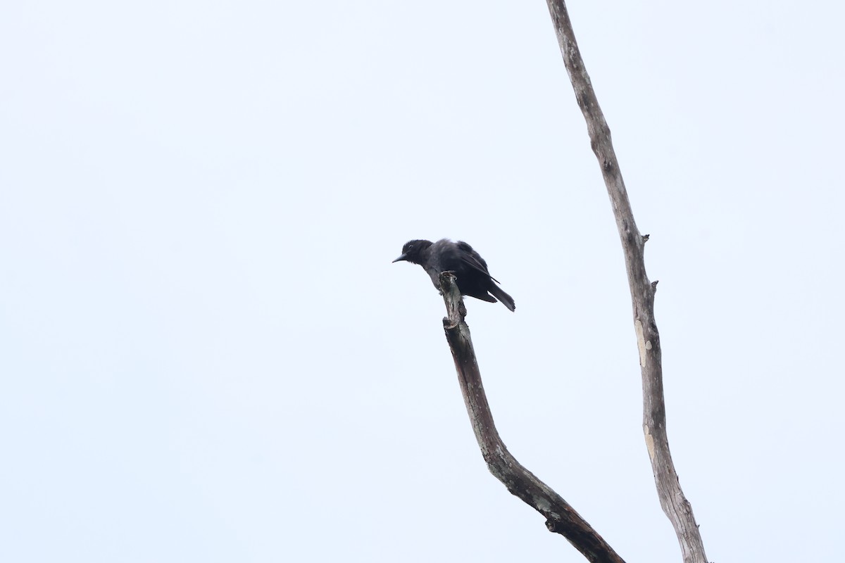 Black-and-crimson Oriole - ML640912663