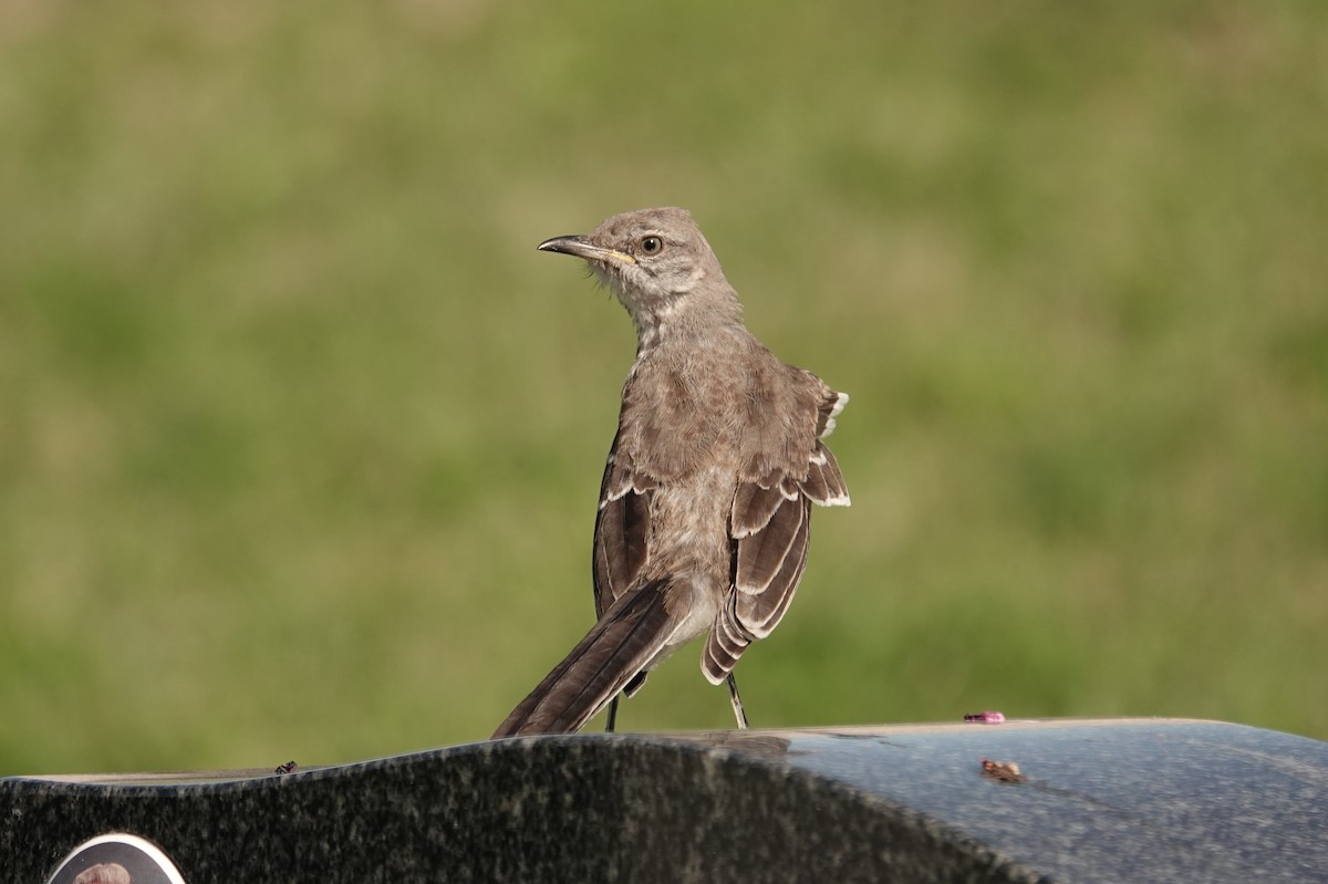 Northern Mockingbird - ML640912671
