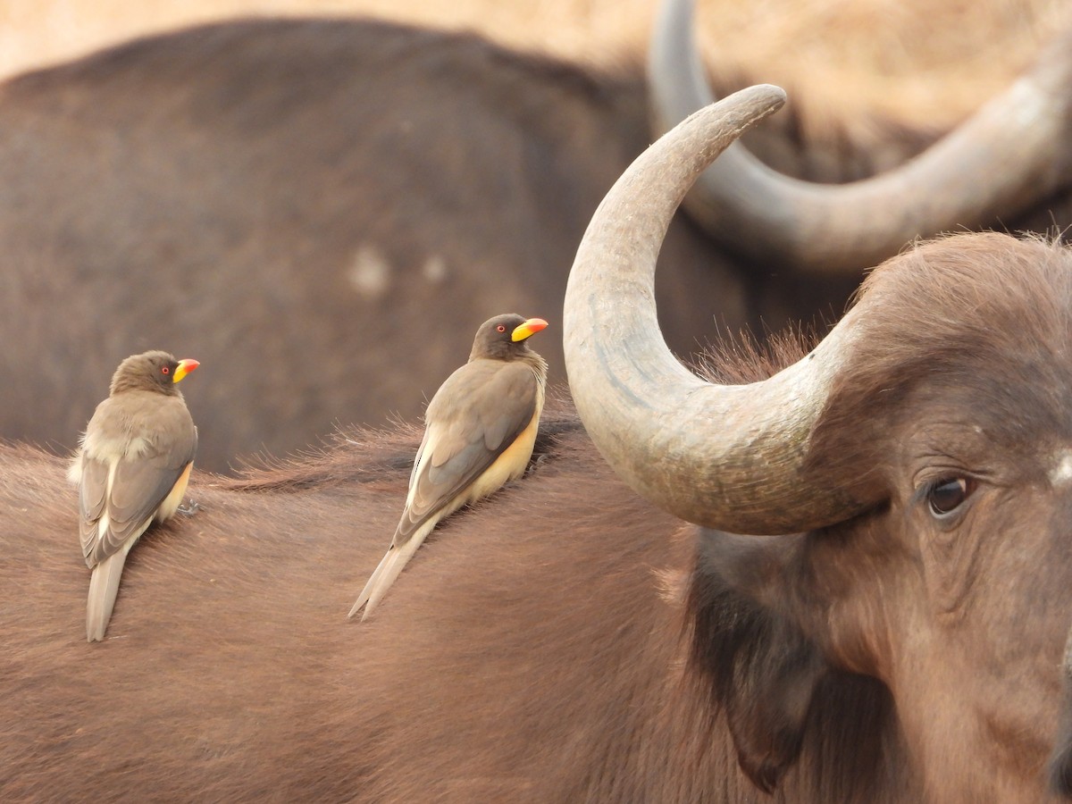 Yellow-billed Oxpecker - ML640912682