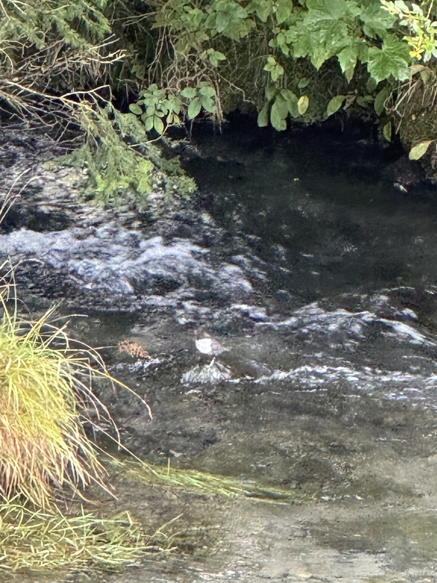 White-throated Dipper - ML640912738