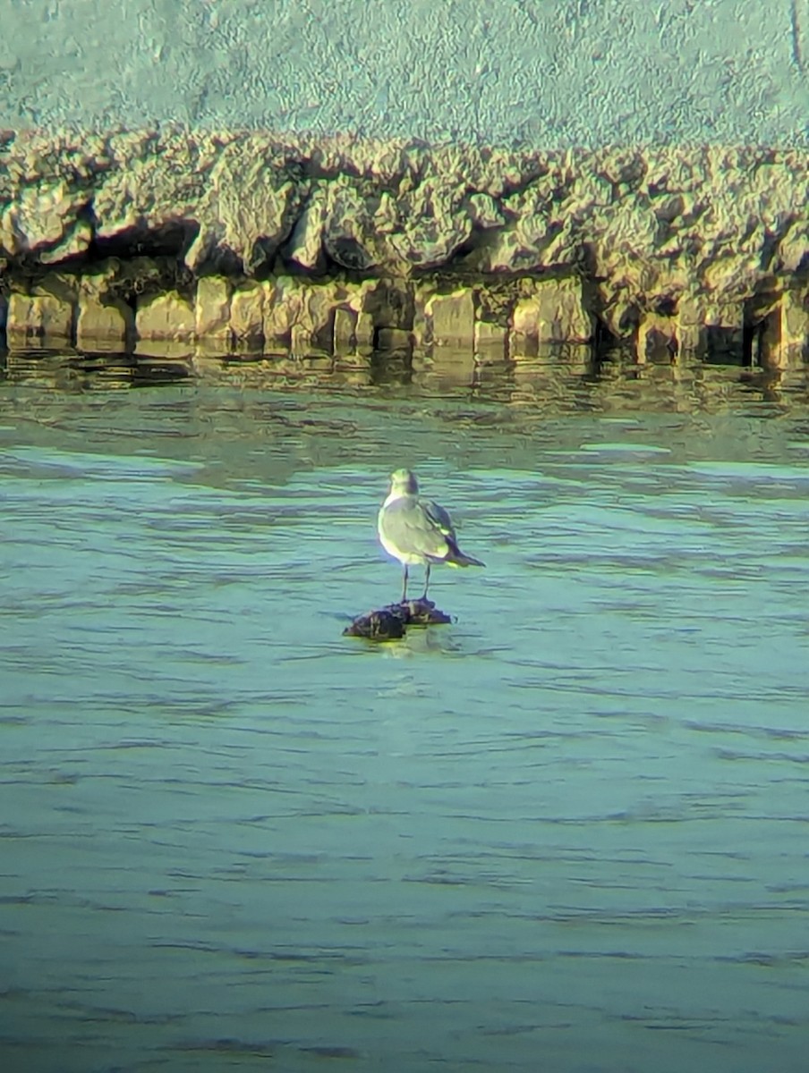 Laughing Gull - ML640912760