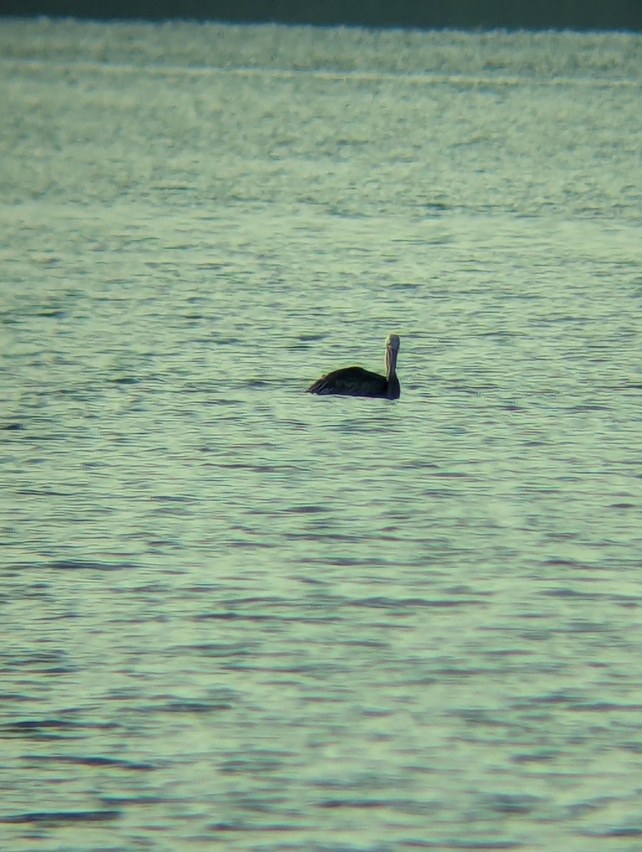 Brown Pelican - ML640912761