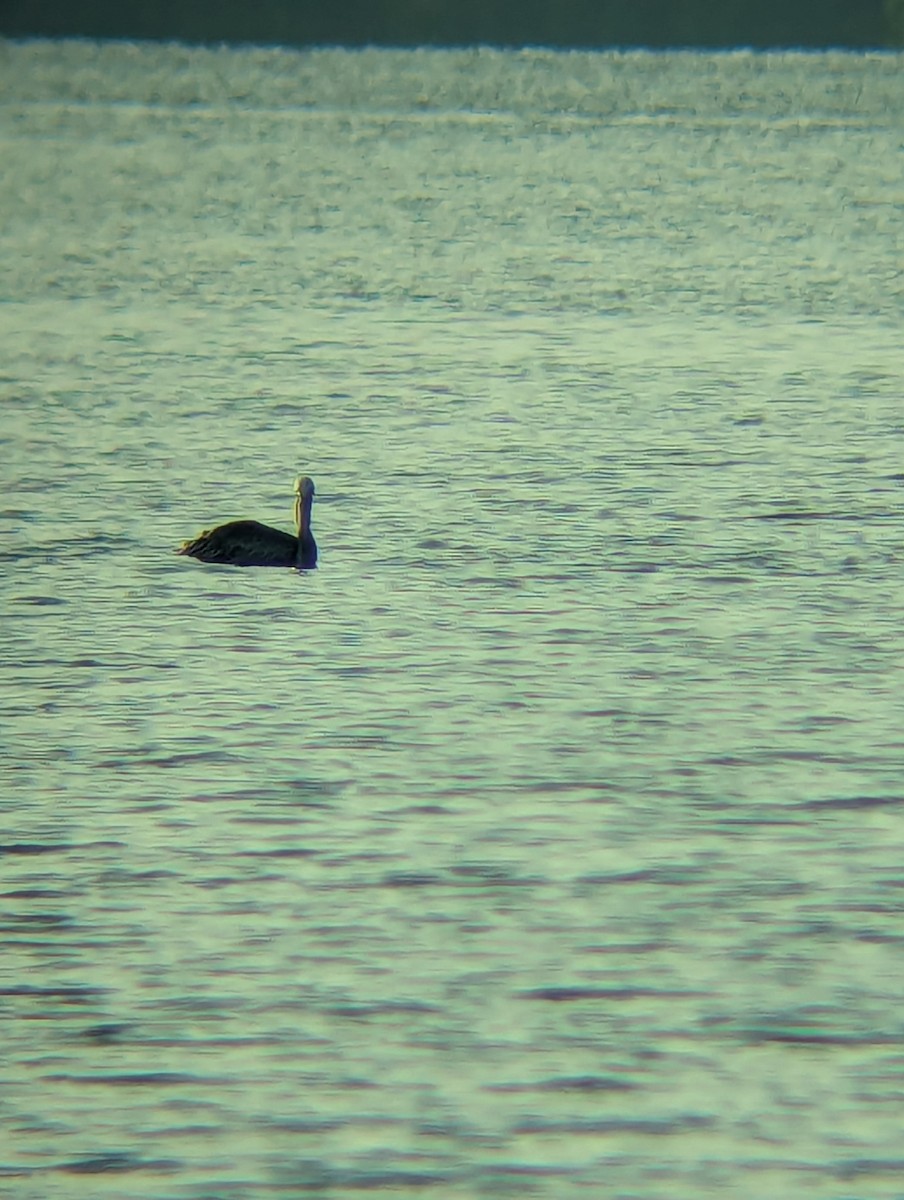 Brown Pelican - ML640912762