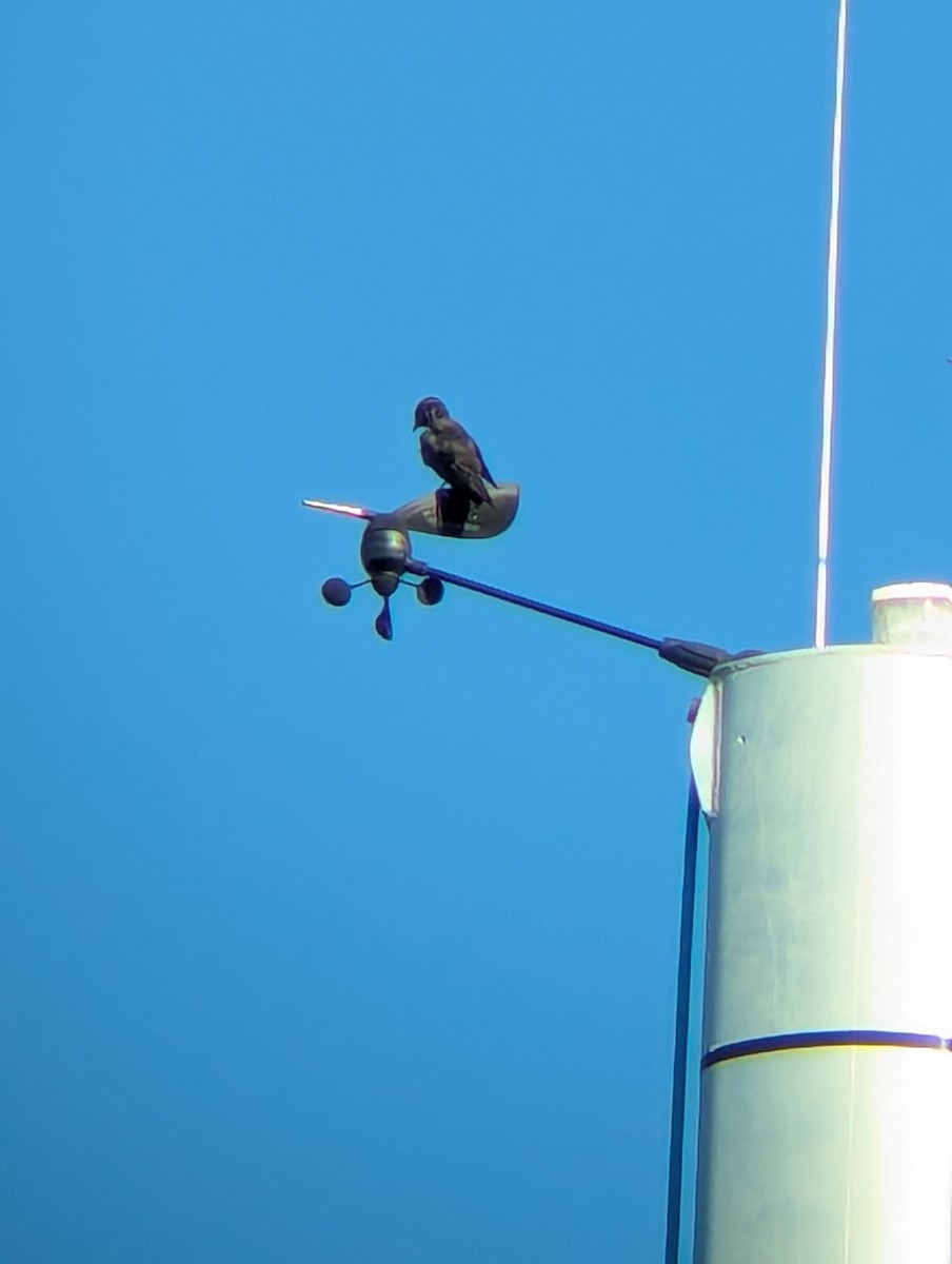 Purple/Cuban Martin - ML640912763