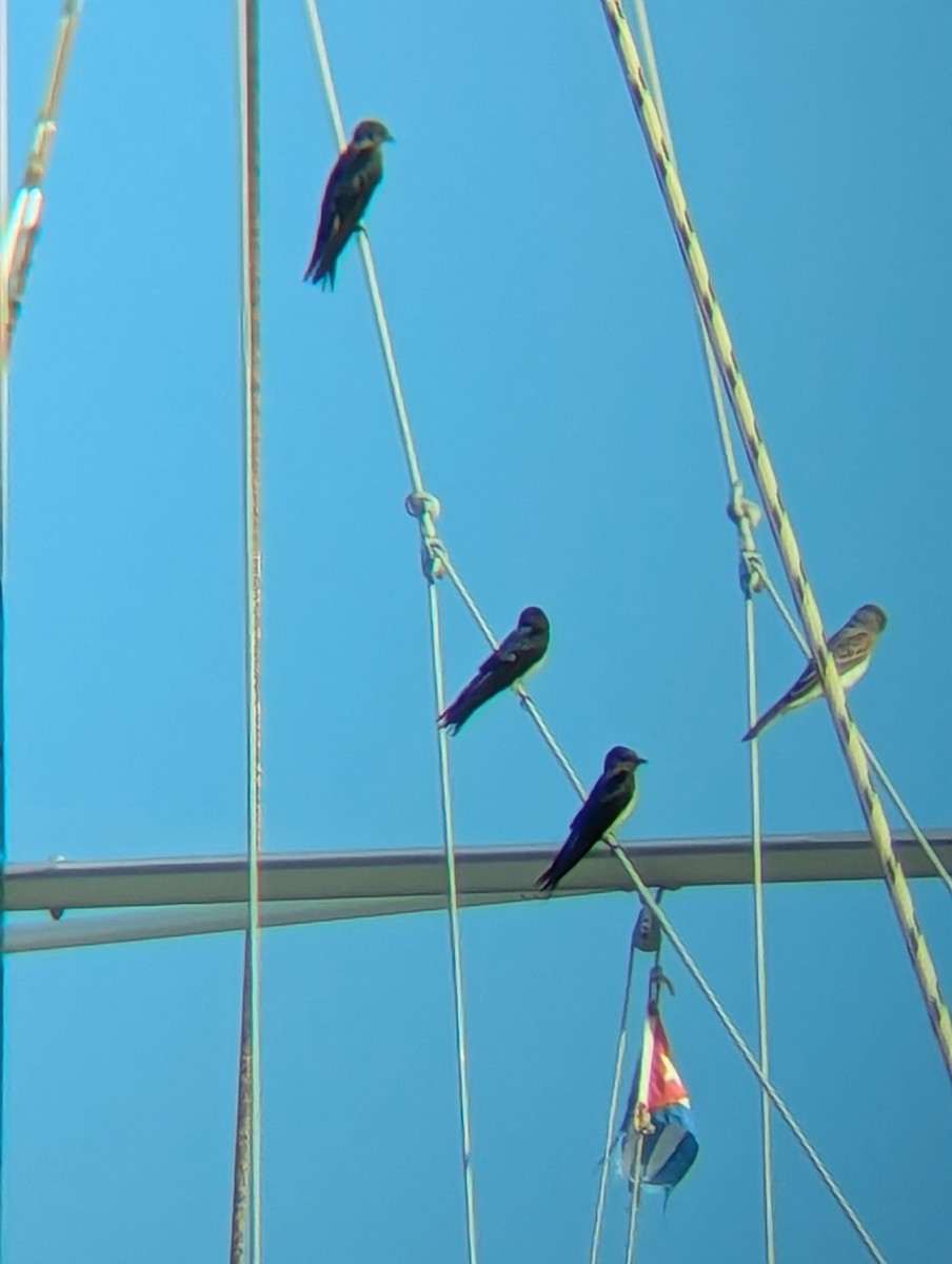 Purple/Cuban Martin - ML640912764