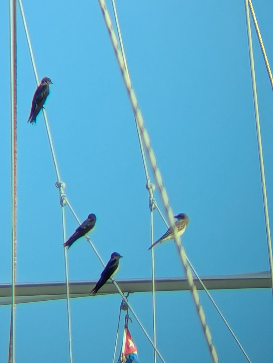 Purple/Cuban Martin - ML640912765