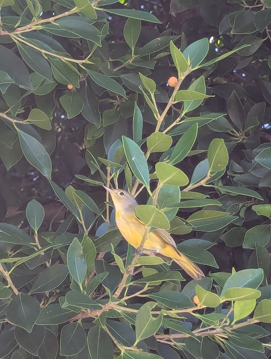 Northern/Mangrove Yellow Warbler - ML640912773
