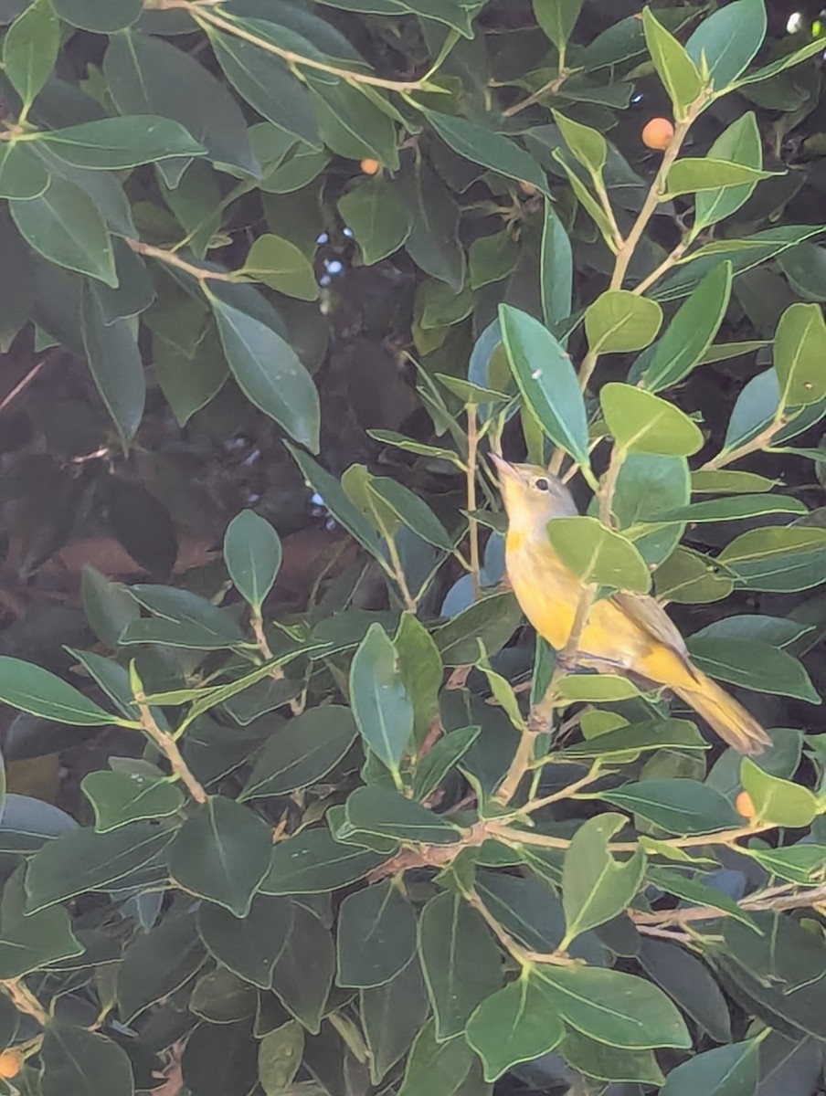 Northern/Mangrove Yellow Warbler - ML640912774