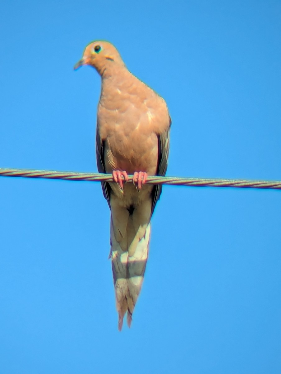 Mourning Dove - ML640912783