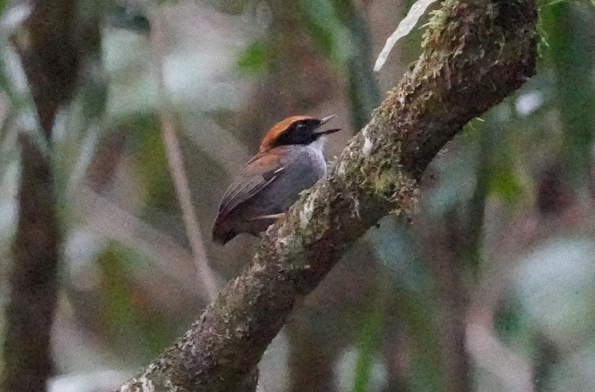 Black-cheeked Gnateater - ML640912805