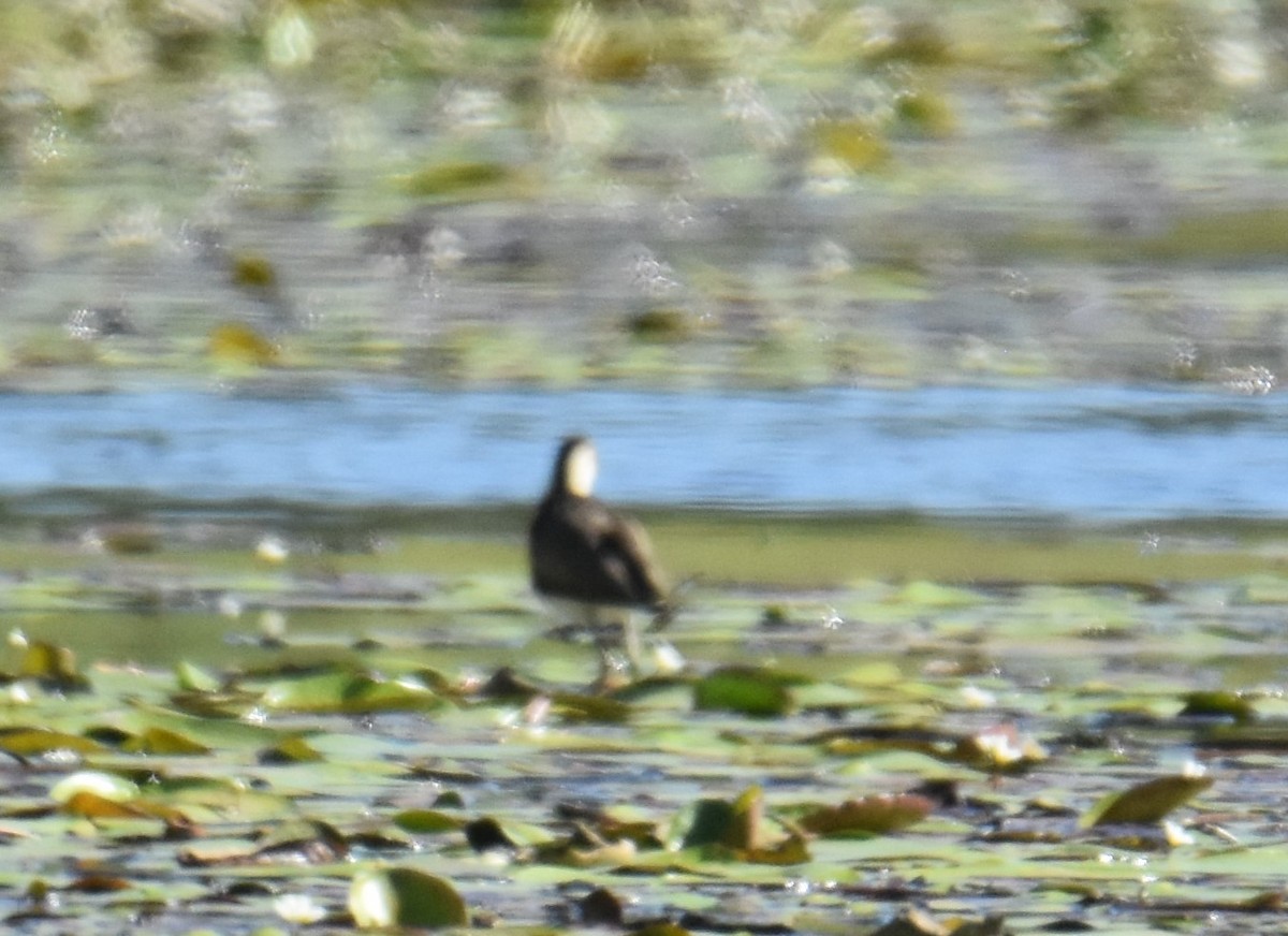 Comb-crested Jacana - ML640912823