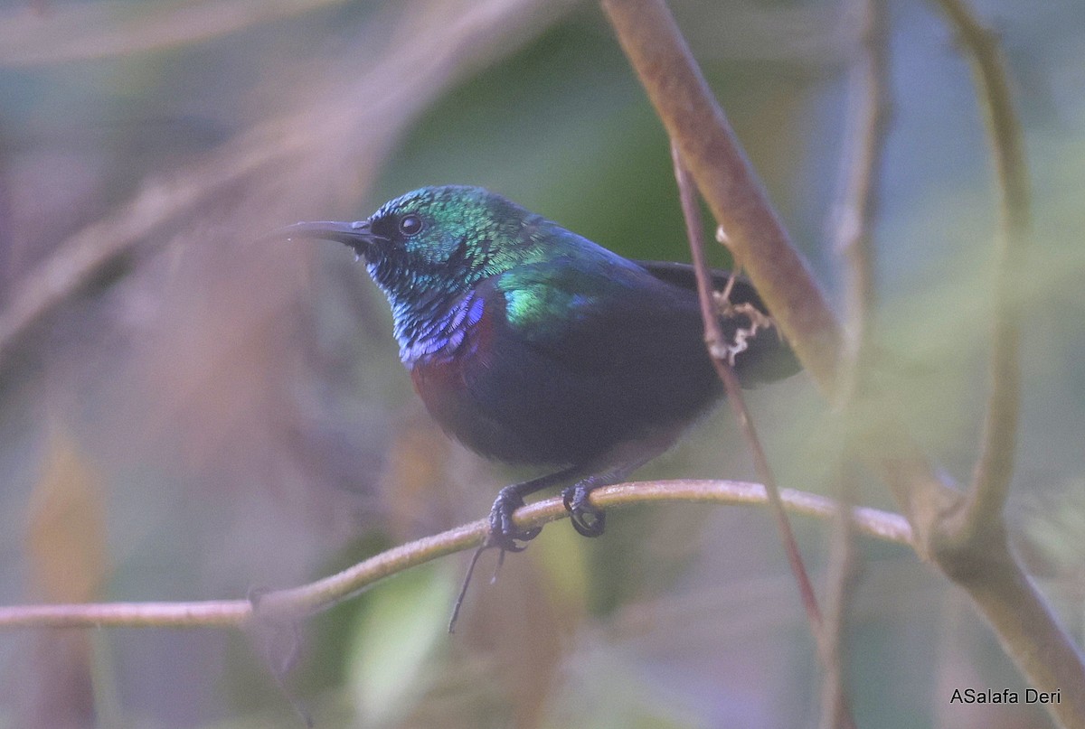 Purple-banded Sunbird - ML640912874