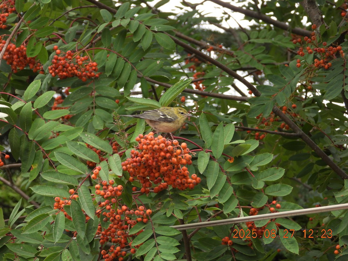 Bay-breasted Warbler - ML640912894