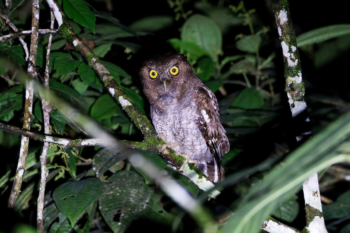 Foothill Screech-Owl - ML640912926