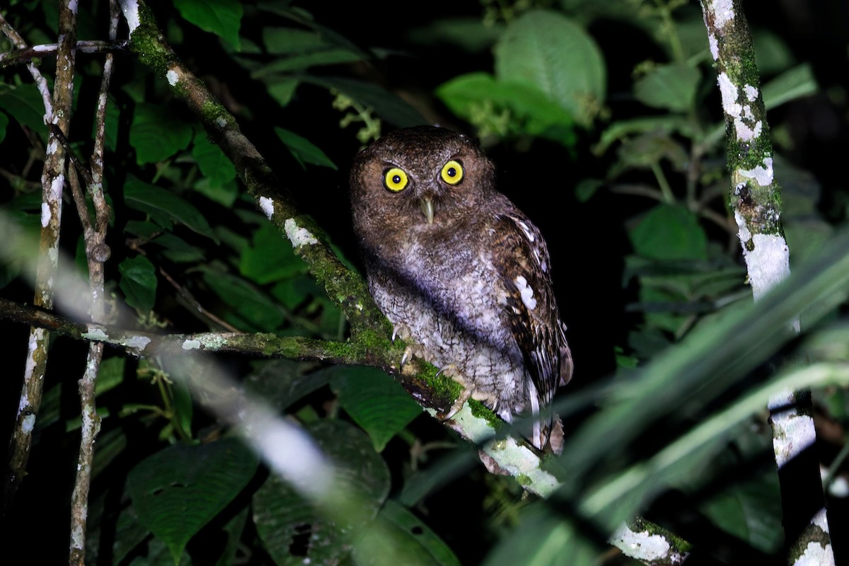 Foothill Screech-Owl - ML640912934