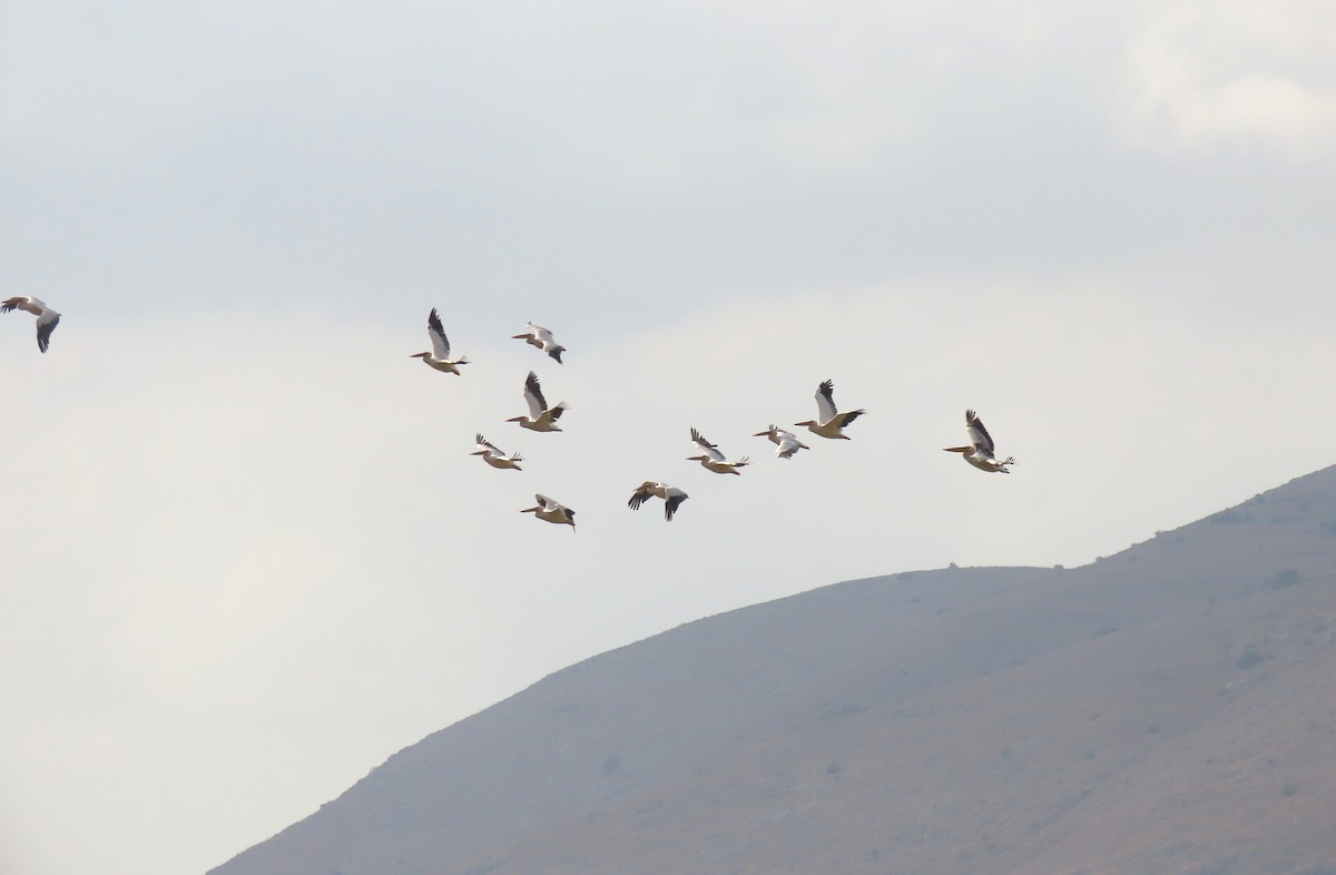 Great White Pelican - ML640913058