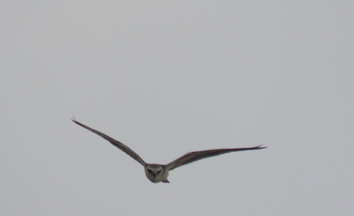 Black-winged Kite - ML640913062