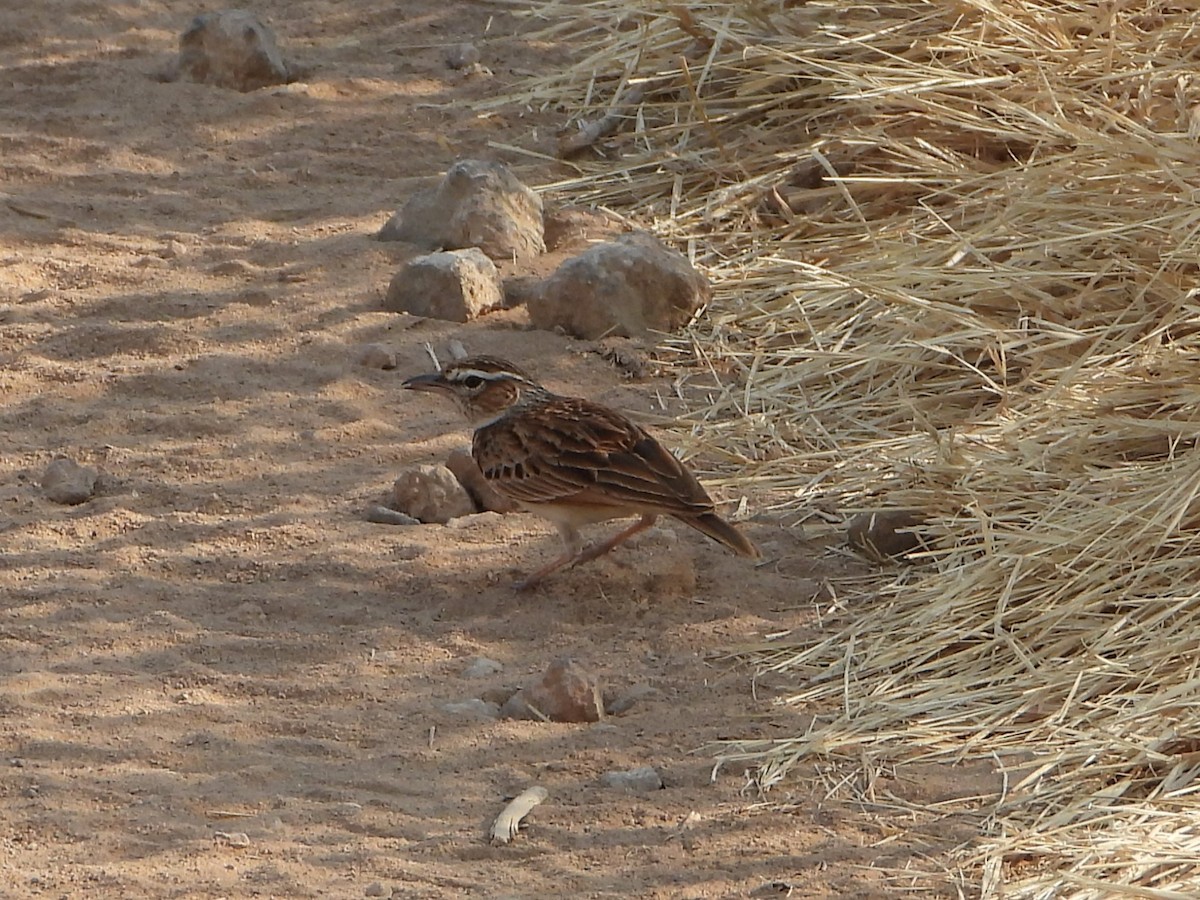 Fawn-colored Lark - ML640913099