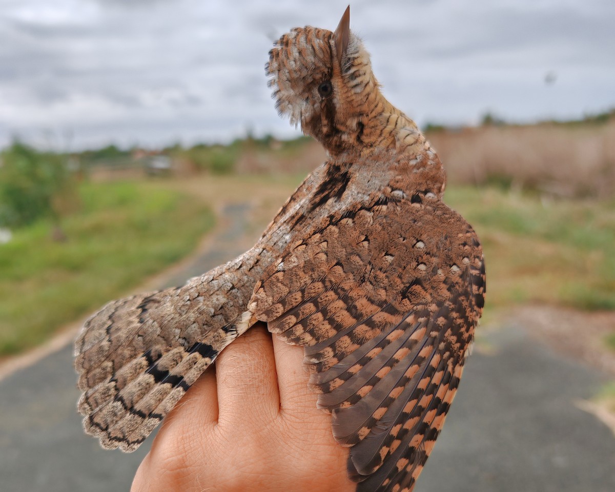 Eurasian Wryneck - ML640913101