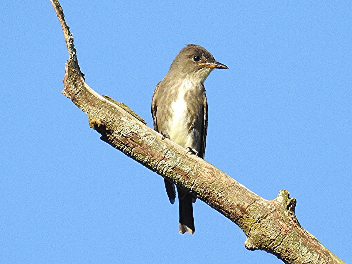 Olive-sided Flycatcher - ML640913108
