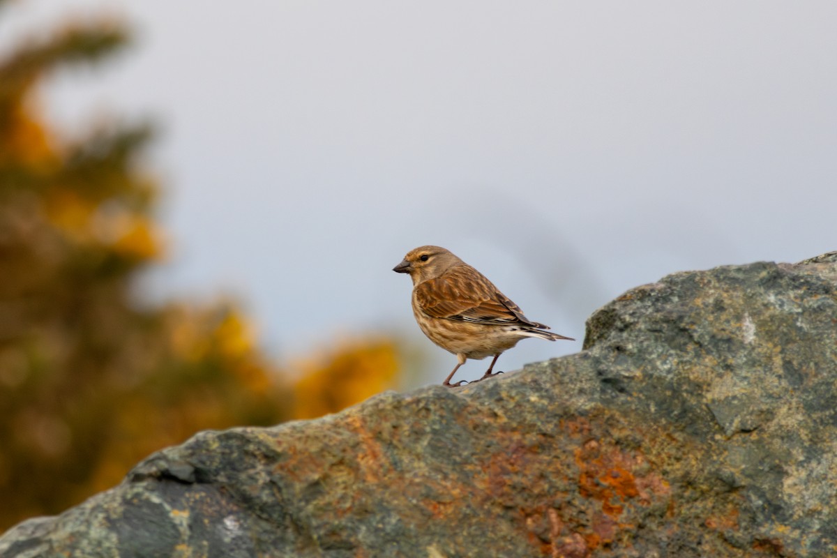 Eurasian Linnet - ML640913137