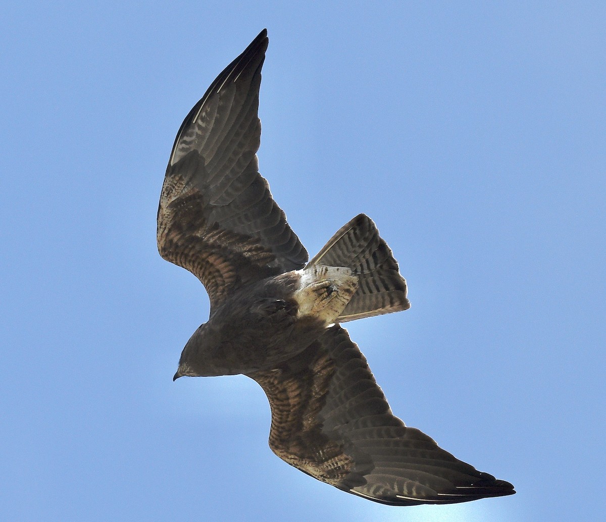 Swainson's Hawk - ML640913184