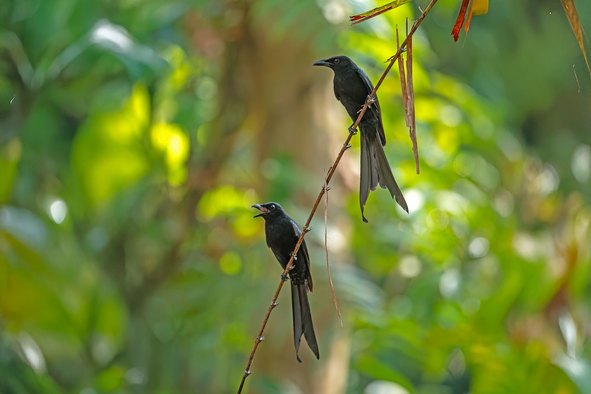 Andaman Drongo - ML640913189