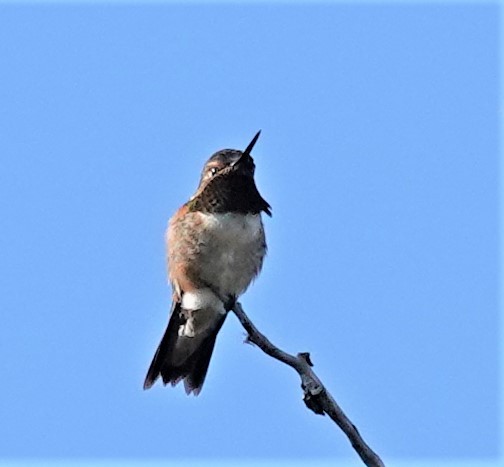 Hybride Colibri à gorge rubis x C. roux - ML640913207