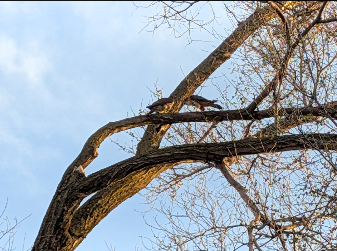 Sharp-shinned Hawk - ML640913215