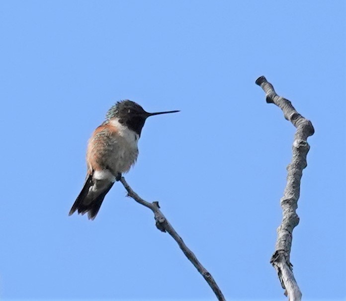 Hybride Colibri à gorge rubis x C. roux - ML640913217