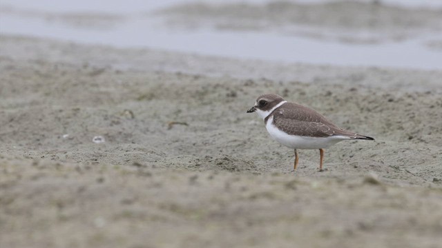 Semipalmated Plover - ML640913228