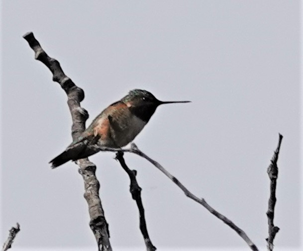 Hybride Colibri à gorge rubis x C. roux - ML640913239
