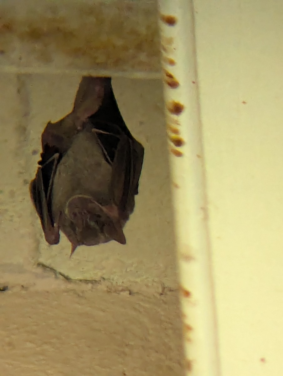 Animals - ML640913253