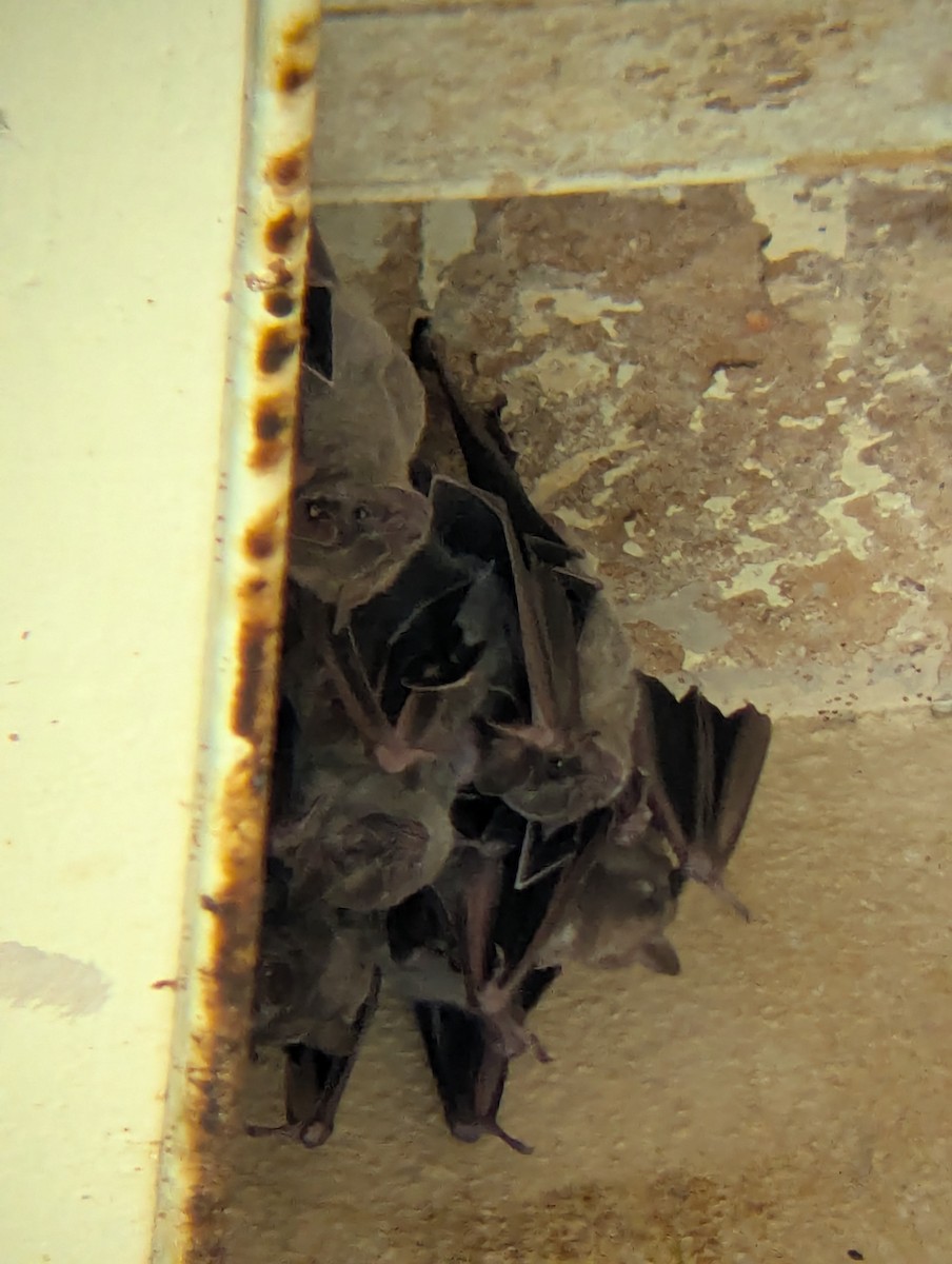 Animals - ML640913254