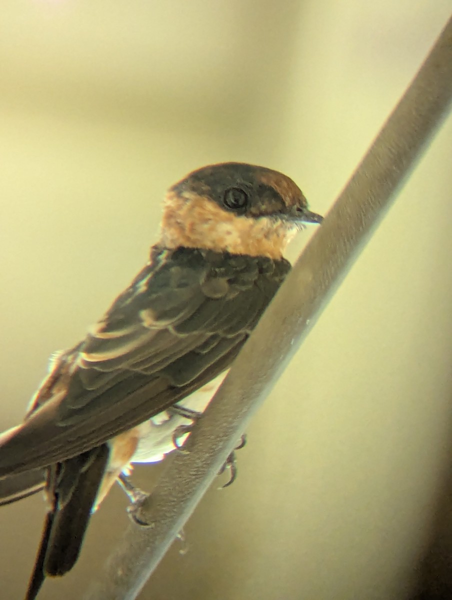 Cave Swallow - ML640913258