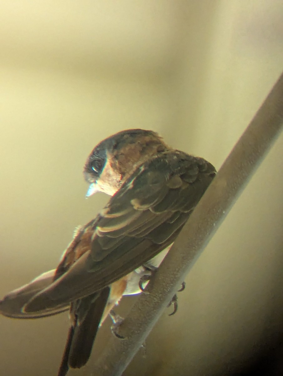 Cave Swallow - ML640913261