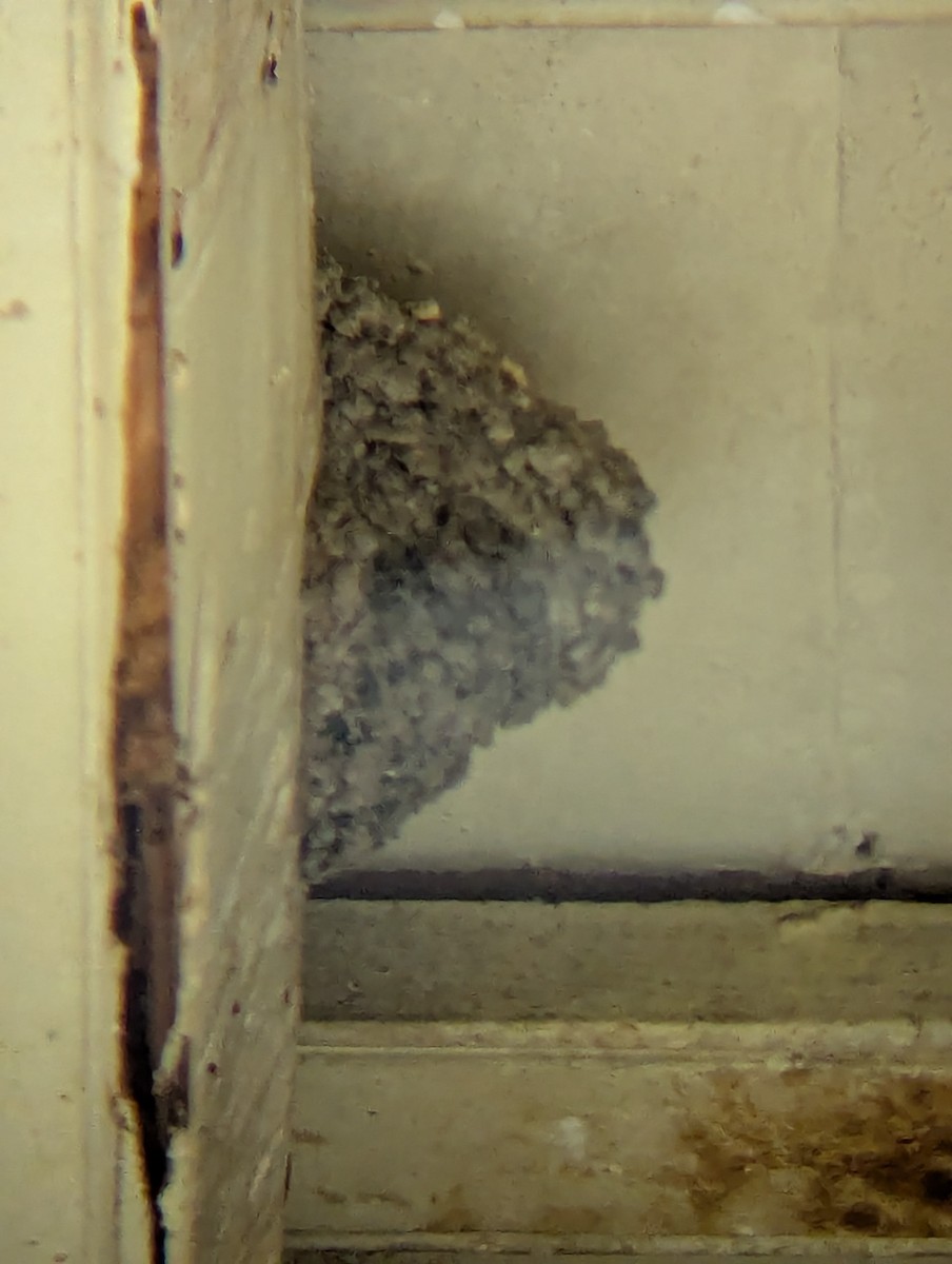 Cave Swallow - ML640913262