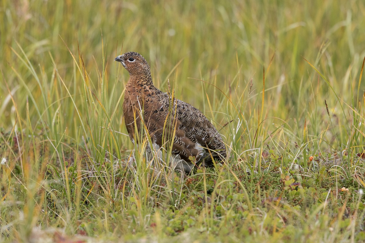 Willow Ptarmigan - ML640913270