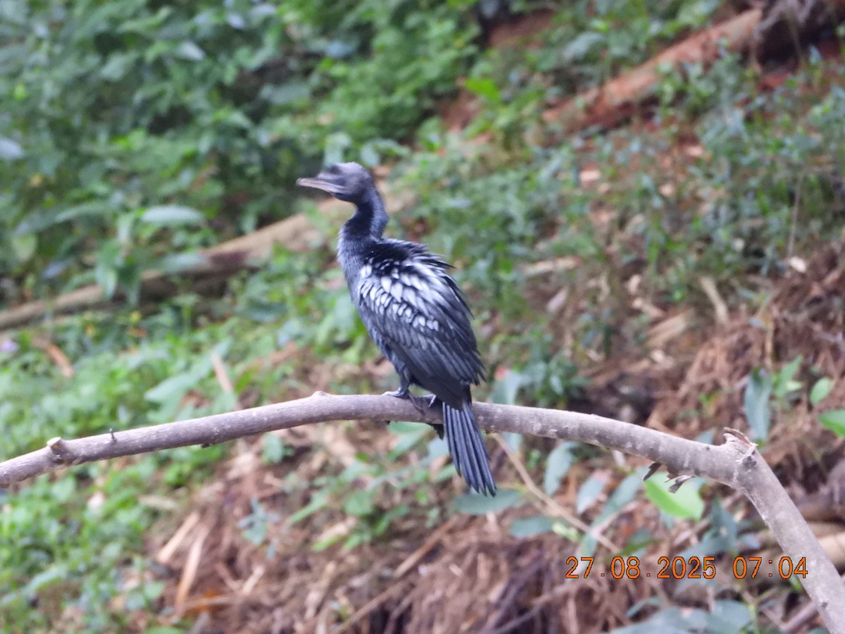 Little Cormorant - ML640913292