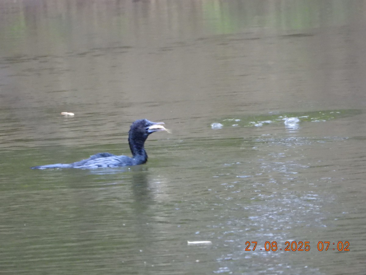 Little Cormorant - ML640913293