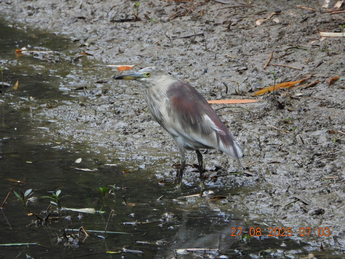 Indian Pond-Heron - ML640913380