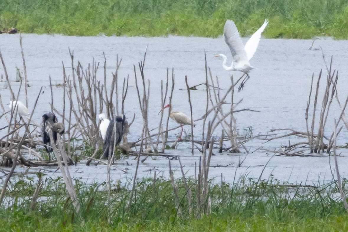 White Ibis