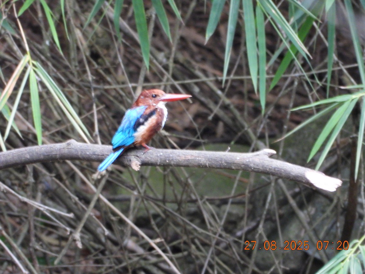 White-throated Kingfisher - ML640913441